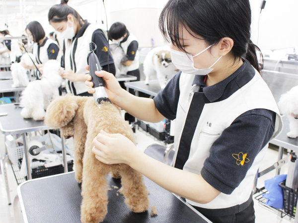 お客様の愛犬をトリミング！